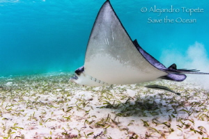 Eagle Ray fly, Akumal Mexico by Alejandro Topete 